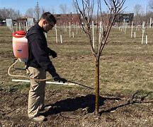 Image result for Spraying Apple Trees with Paraffin