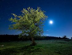 Image result for Night Tree Background