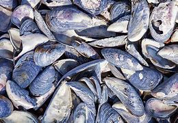 Image result for Sea Mussels