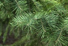 Image result for Abies concolor Si Si