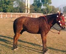 Image result for Manipuri Horse
