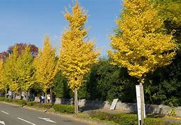 Image result for Autumn Gold Ginkgo Tree