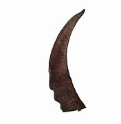 Image result for Horn Texture
