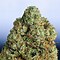 Image result for Red OG Kush