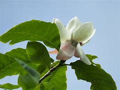 Résultat d’images pour Magnolia Southern Belle