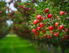 Image result for Apple Fruit On a Tree