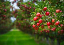 Image result for Blue Tree and Green Apple