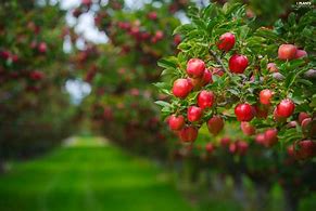 Image result for Apple Tree Fruiting