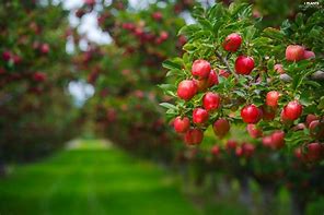 Image result for Apple Tree Apple's