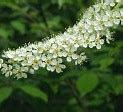 Image result for Black Cherry Tree