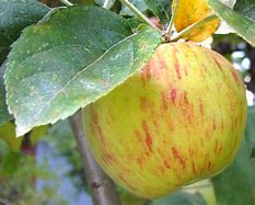 Image result for Gravenstein Apple Tree