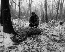 Image result for Reemains of Tiger Kill