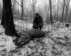 Image result for Tiger Kill Alabama