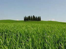Image result for cypresses