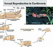 Image result for earthworms sexual reproduction