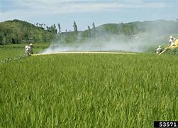 Image result for Plant Pesticides