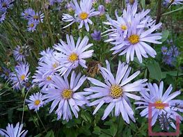 Image result for Aster pyrenaeus Lutetia