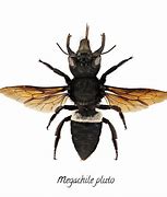 Image result for Queen Megachile Pluto