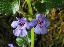 Image result for Glechoma hederacea