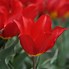 Image result for Tulipa Duc van Tol Cocchineal