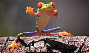 Image result for Kung Fu Frog