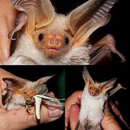 Image result for The Pallid Bat