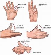 Image result for Thumb Apposition vs Opposition