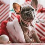 Image result for Happy New Year Woth Animals