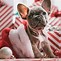 Image result for Happy New Year Animal Pics