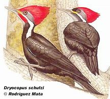 Image result for Dryocopus schulzi