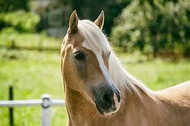 Image result for Small Draft Horses