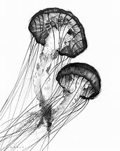 Image result for Jellyfish Drawing Black and White