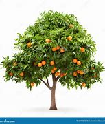 Image result for Orange Tree with Fruit