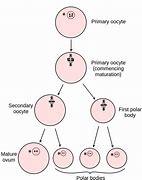 Image result for Human Gametes Model