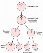 Image result for LG Cell Formation Process