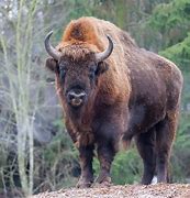 Image result for Bison Kuce