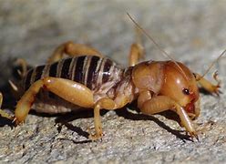 Image result for Large Cricket in Cancun Mexico