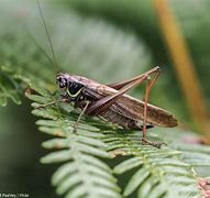 Image result for Cricket Insect Facts