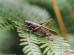 Image result for Jumping Crickets