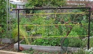 Image result for 1 Grape Vine Trellis