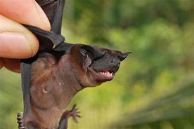 Image result for Wolf Bat Dog