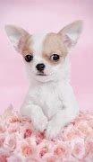 Image result for Chihuahua Wallpaper Phone