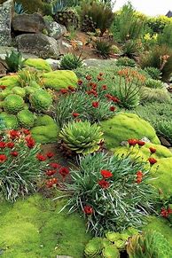 Image result for Large Front Yard Landscaping with Succulents