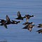 Image result for Surf Scoter