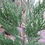 Image result for Sequoiadendron giganteum Philip Curtis