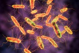Image result for Yellow Pics of Salmonella