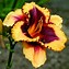 Image result for Hemerocallis 