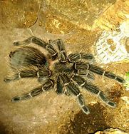 Image result for LP Tarantula