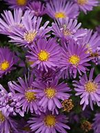 Aster dumosus Samoa に対する画像結果