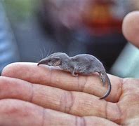 Image result for World's Smallest Thing That No One Can See